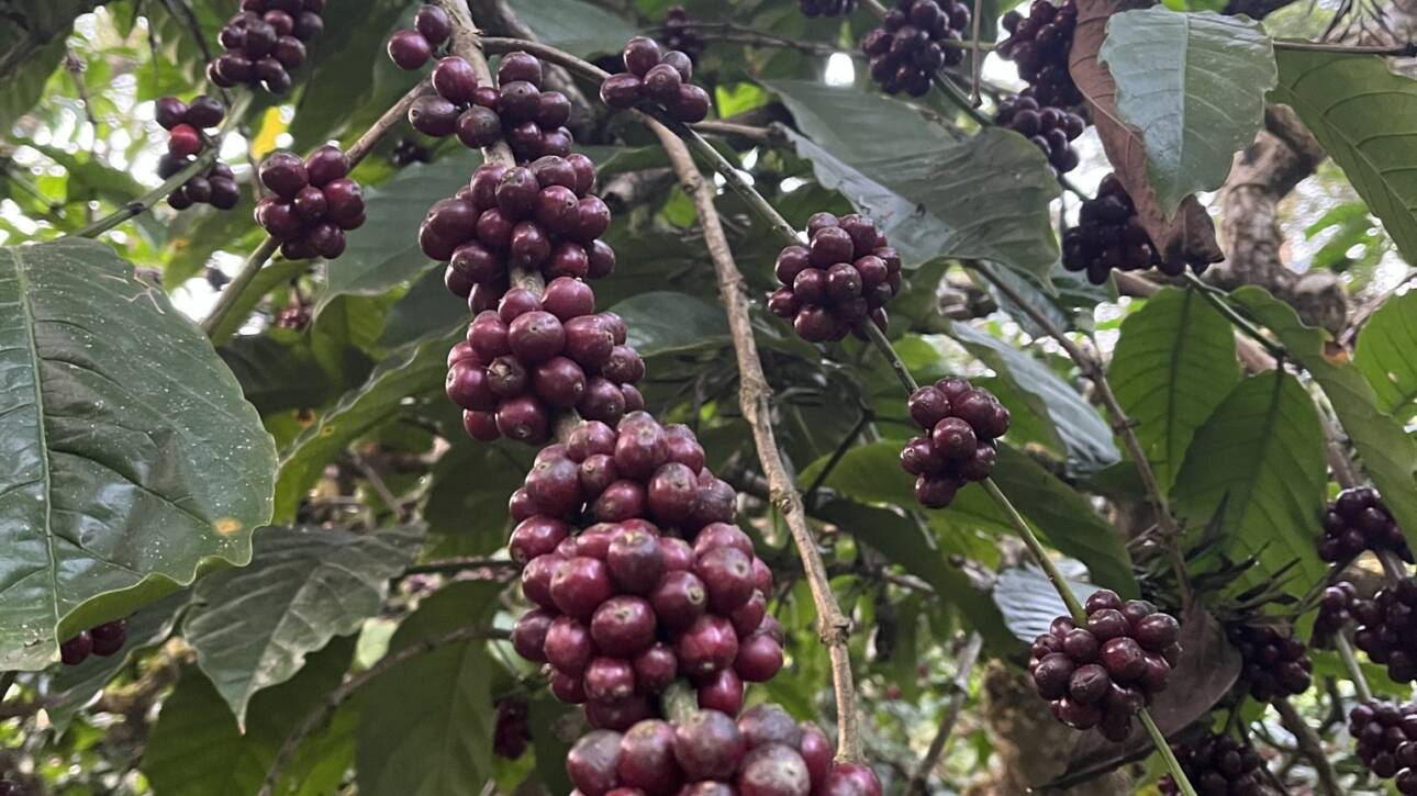 consejos para escoger tu café de especialidad