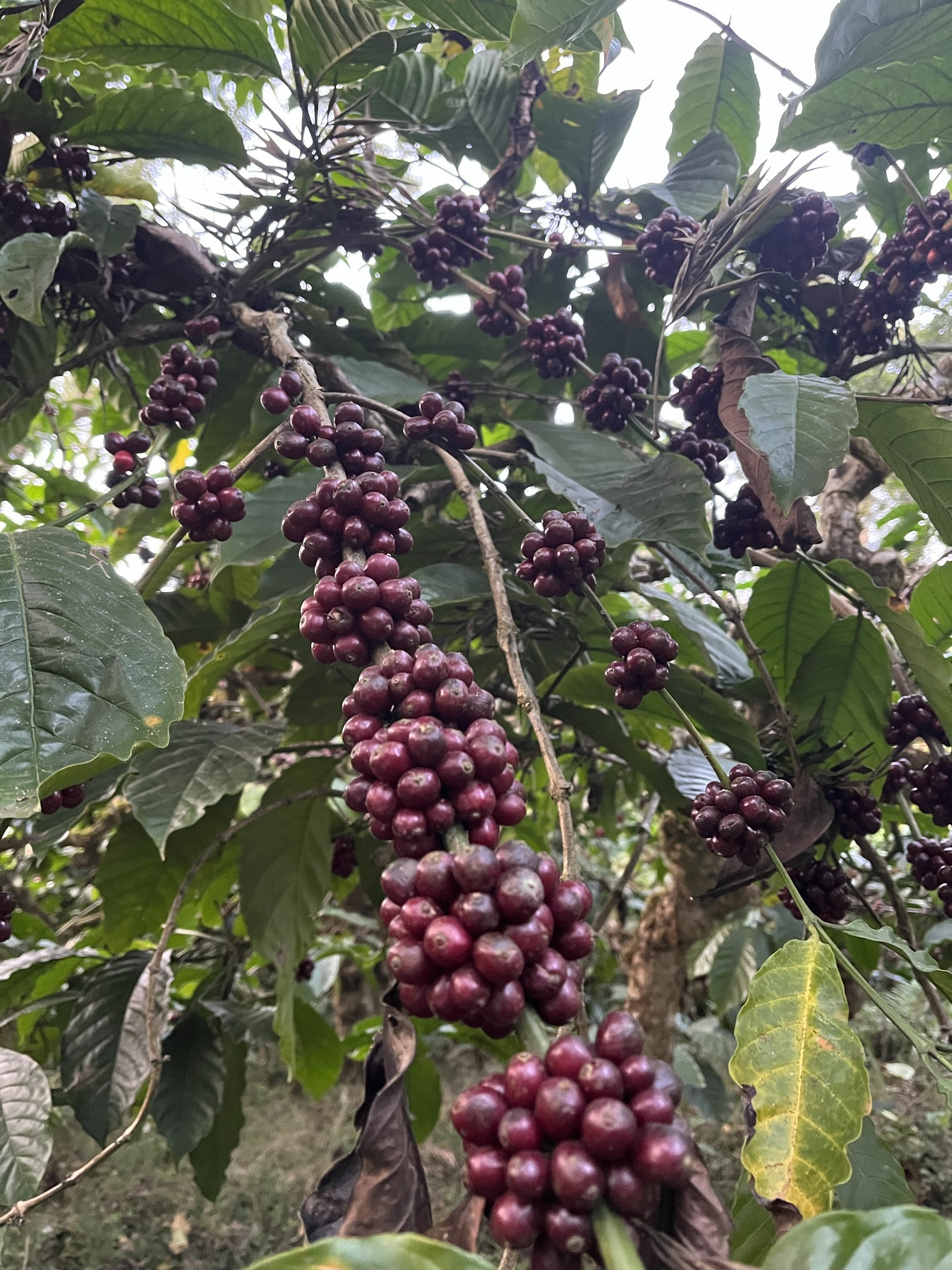 consejos para escoger tu café de especialidad