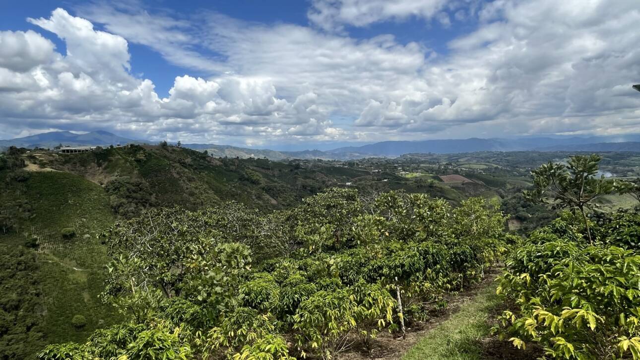 origen del café de especialidad en españa