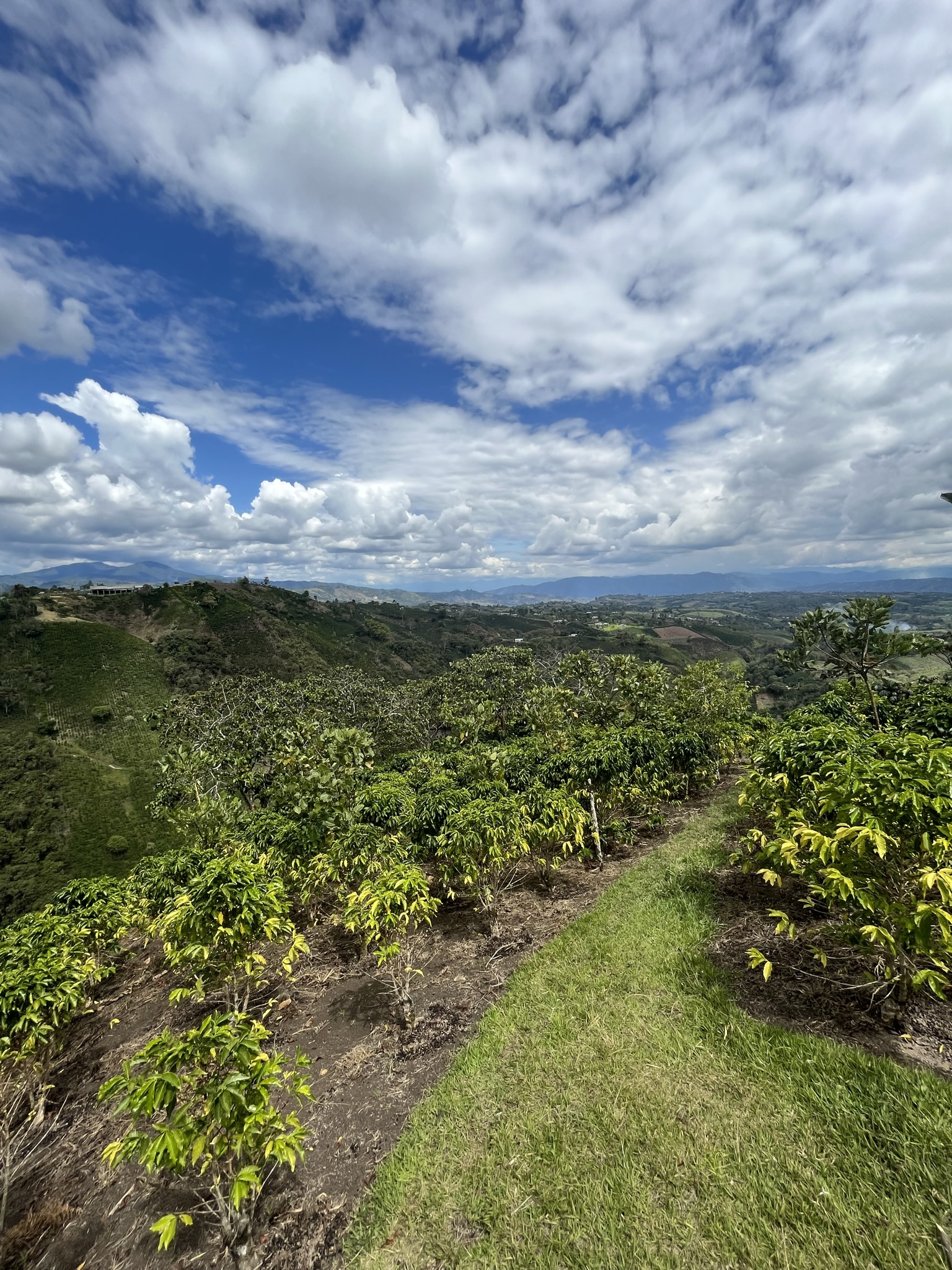 origen del café de especialidad en españa